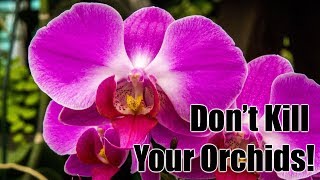 How to Water Orchids Correctly [upl. by Eneryt]