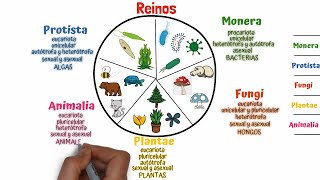 Clasificación de los seres vivos Taxonomía [upl. by Eberhart]