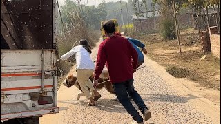 Hamare dog ne attack kar diya 🥵 [upl. by Maureene324]