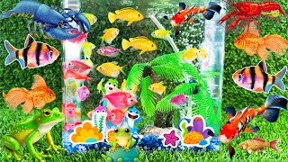 New mini aquarium for betta fish goldfish glofish tetra [upl. by Ibot105]