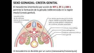 Embriología Desarrollo de aparato genital [upl. by Akitnahs]