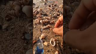 save the baby jellyfish jellyfish sealife snail beach ocean oceancreatures nature oceanlife [upl. by Anirtik]