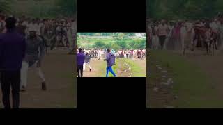 🔥🔥marathi jayshivray bull junnar shetkariraja kolhapur shetkaribrand shetkariputra racing [upl. by Anilet]