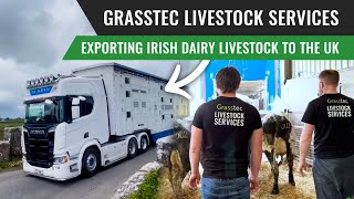 Exporting Irish Dairy Livestock to the UK  Grasstec Livestock Services [upl. by Heppman]