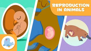 REPRODUCTION IN ANIMALS 🐶🐦 SEXUAL and ASEXUAL 🥚🤰🏻 OVIPAROUS VIVIPAROUS OVOVIPAROUS [upl. by Underwood903]