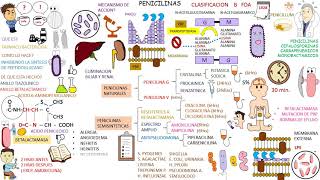 Farmacologia Antibioticos PENICILINAS [upl. by Gardner]