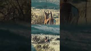 Hunting Shot Compilations  Part 2 hunting scopecam killshots shorts [upl. by Ayoted265]