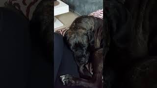 Kuscheln mit Cane Corso und Broholmer canecorso broholmer mehrhundehaltung [upl. by Abibah101]