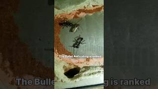 Bullet Ant facts shorts bulletant animals viral trending animal mustafa nature wildlife [upl. by Airtened]