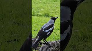 Chatty singing White Backed Australian Magpie magpies birdsong birdsounds birdsofaustralia [upl. by Anemaj]