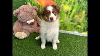 🐶 Australische herdershond 🐶 reu 🐶 PUP ID 010408875 🐶 [upl. by Salli]