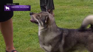 Swedish Vallhunds  Breed Judging 2021 [upl. by Maxine]