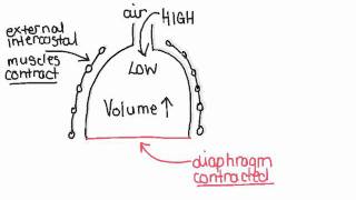 645 Explain mechanism of ventilation [upl. by Eimac]