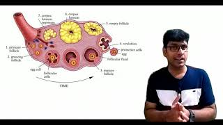 HUMAN REPRODUCTIONCORPUS LUTEUM [upl. by Atalaya]