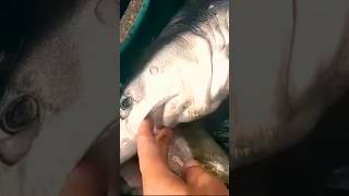 🦈petit Requin bleu 🦈🦈🦈 القرش الأزرق🦈 beach ocean shark fish fishing sportfishing [upl. by Ayom]