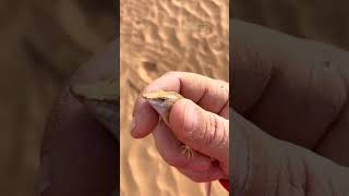 why they called it sandfish shorts wildlife [upl. by Ayk]