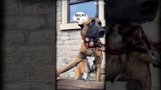 Motherhood belgianmalinois doglover [upl. by Streeter]