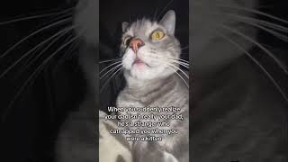 The Realization  Funny Cat Videos 1 shorts [upl. by Aicemak]