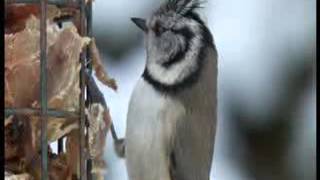 BBC Winterwatch 2013  Episode 2 [upl. by Airun]