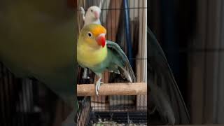 African lovebirds 🐦 africanlovebirds africanlovebirdbreeding lovebirds birds ytshorts shorts [upl. by Juliann]