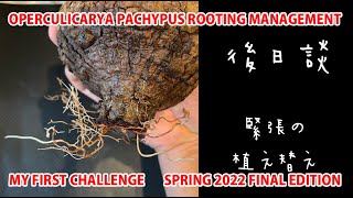 OPERCULICARYA PACHYPUS ROOTING MANAGEMENT SPRING 2022 FINAL EDITION [upl. by Iinde]