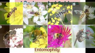 Entomophily Pollination in tamil [upl. by Livi]