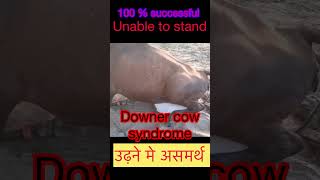 Downer cow syndrome l Dr Umar Khan [upl. by Rima]