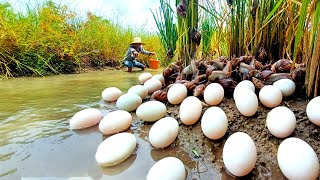 wow unique fisherman harvest eggs duck and pick strange snail in the field [upl. by Renfred]