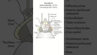 Interpeduncular fossa boundary and content [upl. by Tamaru828]