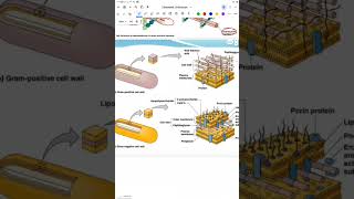 2Bacterial cell structure [upl. by Arima895]