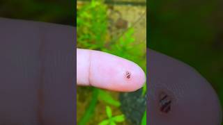 quotI Never Expected This to Happen in My Planted Tankquot shortsvideo snaillife snails assassinsnail [upl. by Hsot351]