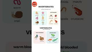 Invertebrates and Vertebrates Animal Names in English for kids kids vertebrates [upl. by Beryl]