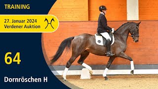 Verden Auction Online Jan 27  Training  No 64 Dornröschen H by Don Index  Fabriano [upl. by Weksler]