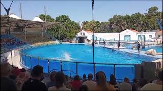 Filme Dos Golfinhos 🐬 Jardim Zoológico de Lisboa [upl. by Garlaand353]