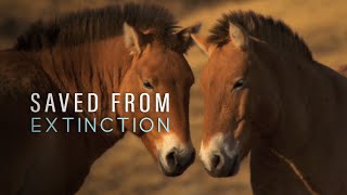 Saved From Extinction Horses in Search of a King [upl. by Etnuad]