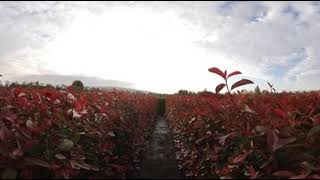 Photinia Red Robin  ReadyHedge ReadyBags  130150cm tall Hedging [upl. by Annorah785]