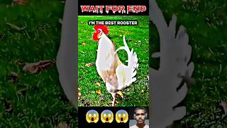 I AM THE BEST ROOSTER 🐔🐓 troll trollface trolling trollfaceedit trolls shorts [upl. by Latsyrc]