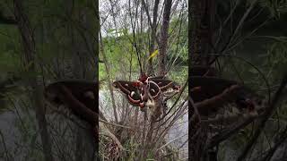 Hyalophora cecropia a mariposa cecropia é a maior mariposa nativa da América do Norte 🦋✨ [upl. by Gile]