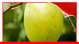 10 Best Zone 4 Fruit Trees 🛋️ [upl. by Aedni]