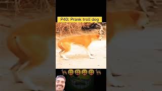 Very funny video prank lion 🦁 🤣 comedy video [upl. by Narok421]