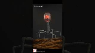 Bacteriophage Injecting DNA into Bacteria cell 🦠😱 [upl. by Anivla]