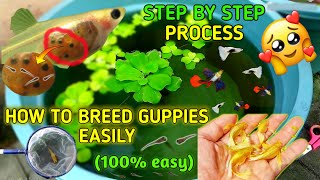 How to breed guppy at home easily  step by step easy process [upl. by Ligriv497]