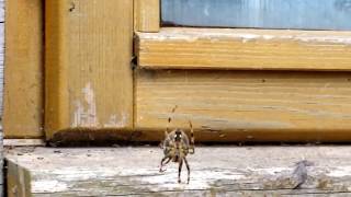 Chunky Garden Spider decides to Descend [upl. by Gage]