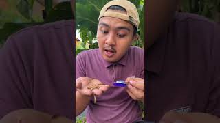 Found barbi3 candy filled caterpillars and share with fish shorts [upl. by Nitsreik]