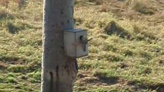 Pale Head Rosellas Nesting [upl. by Gaston649]