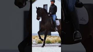 Ghode 😱😍 ghode ke video horse ghoda shorts [upl. by Adnohs]