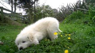 Maremma Puppy at Play [upl. by Aihsotan623]