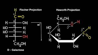 Fischer to Haworth Projection [upl. by Scever]