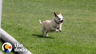 Senior Chihuahua Turns Into A Puppy Once He Finds The Perfect Family  The Dodo [upl. by Aelsel]