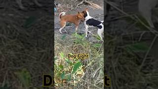 Dog Fight doglover dog tranding dogfight dog animals doglovers [upl. by Arissa]